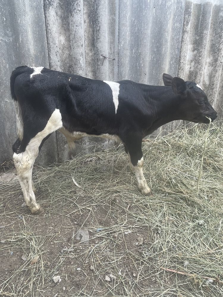 Taur si vitaea angus