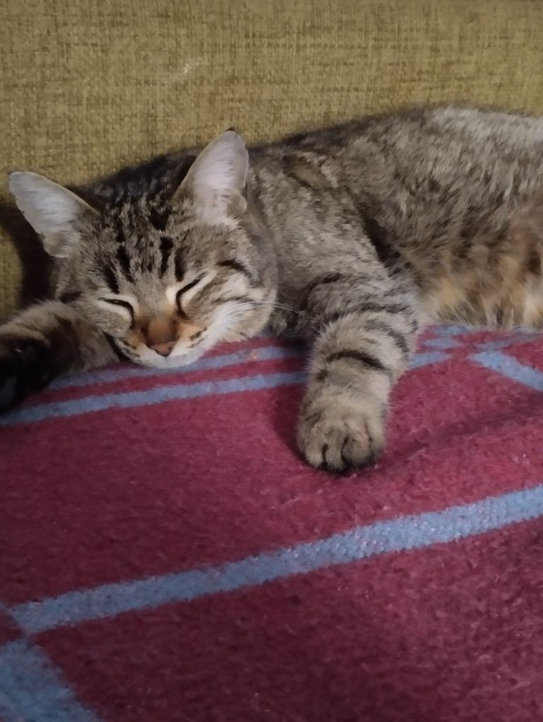 Кошечка ищет дом