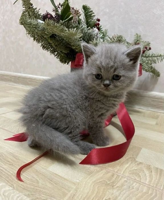British Shorthair femela