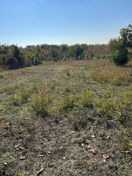 Teren intravilan Carcea - 1300 mp