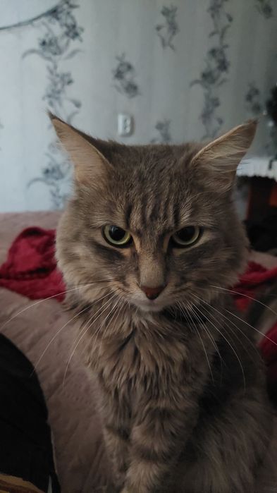 Отдам кота в хорошие руки