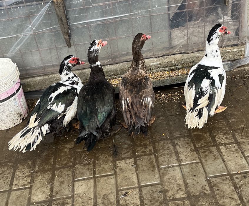 De vânzare Rățoi Leșești