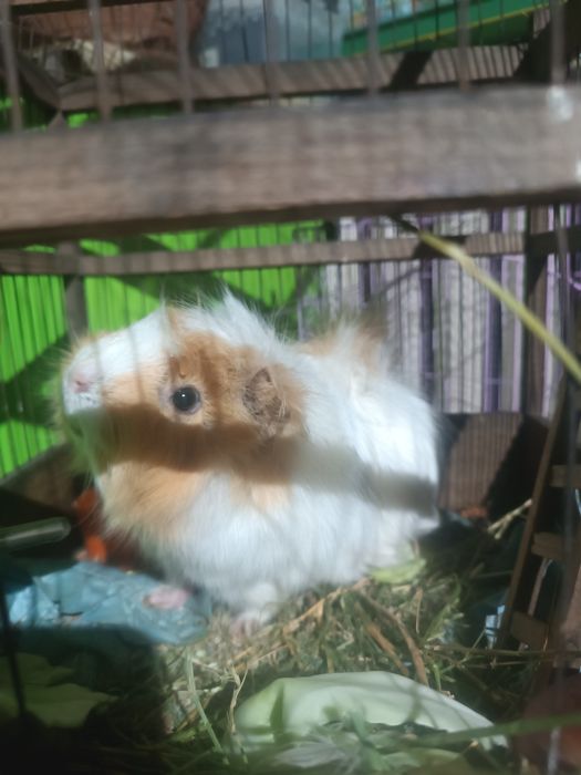 Продам розетку морскую свинку