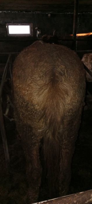 Продам 2 жеребцов