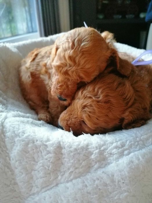 Мини пудели момчета