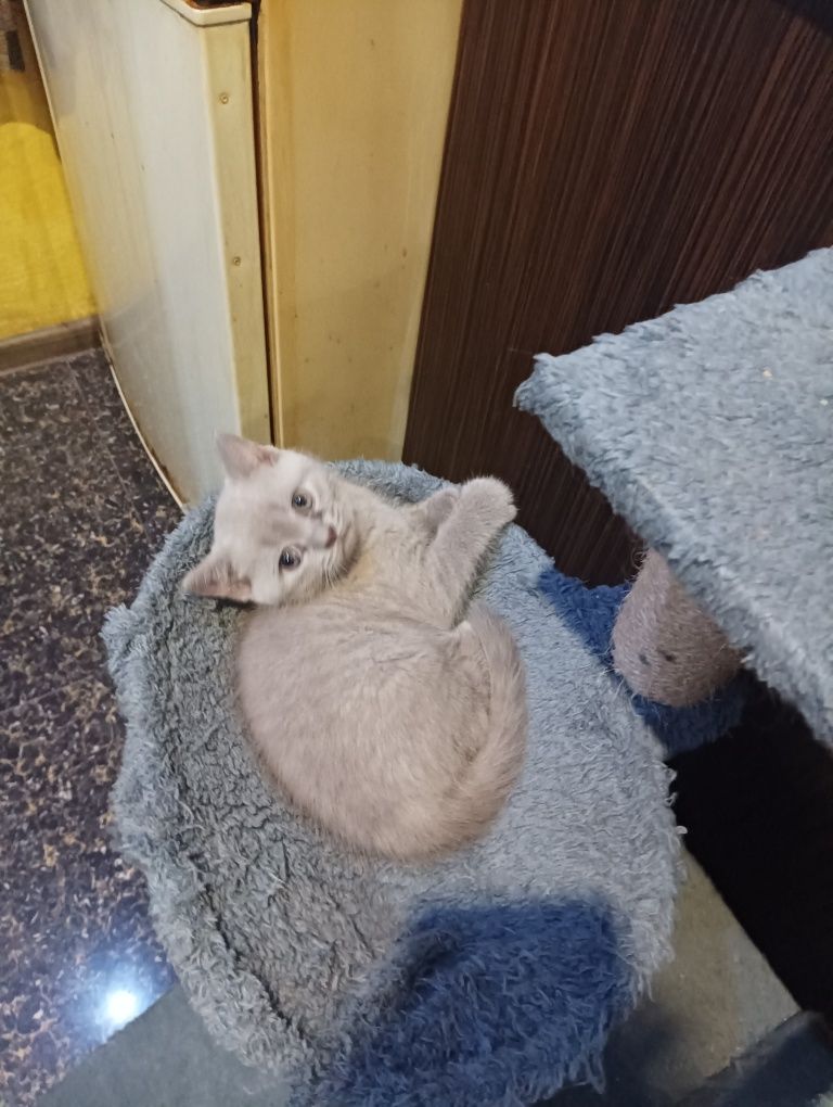 Продавам малки котета Британска синя късокосместа.