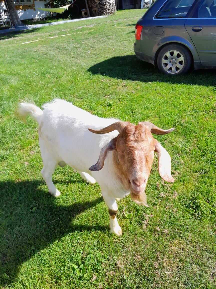 Vând țap boer 1 an jumate