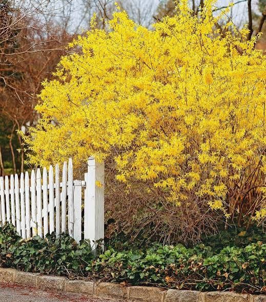 Ploaia de aur „Forsythia La Ghiveci