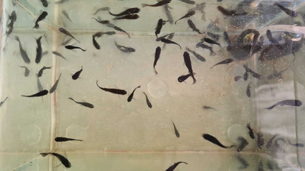 Pesti de acvariu Black Molly si puiet si un Scalar pasnic