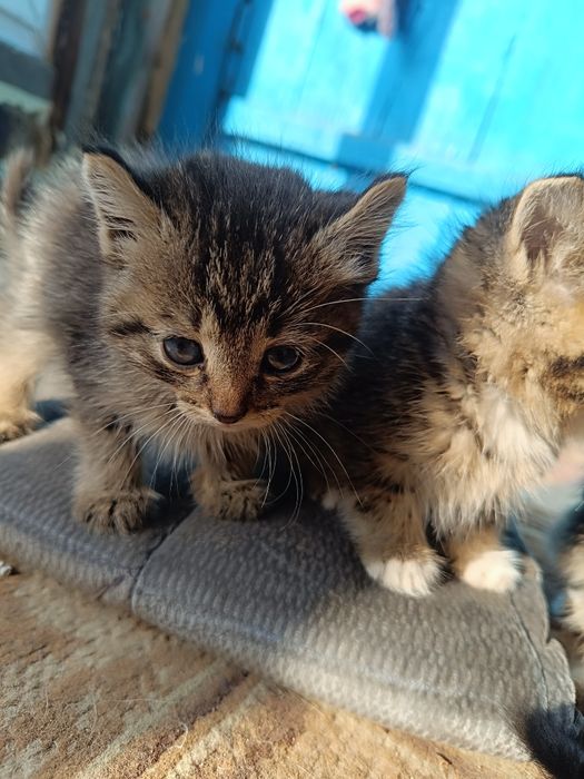 Отдам котят в хорошие руки