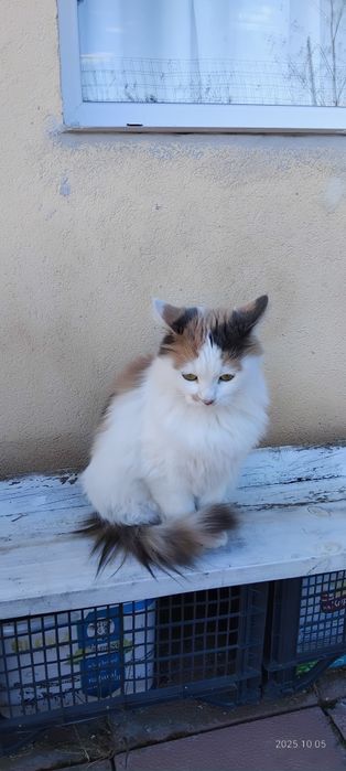 Коте    търси дом