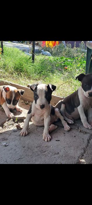 Кученца (питбулчета)