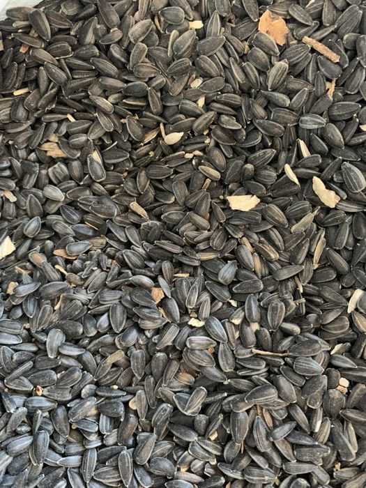 Vand porumb/grau/uruiala/fl. Soarelui/orz/ sorg rosu/ amestec porumbei