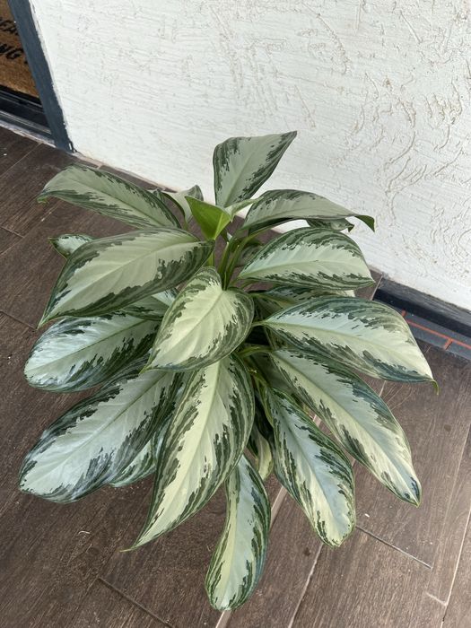 Аглонема сильвер бей гүлі