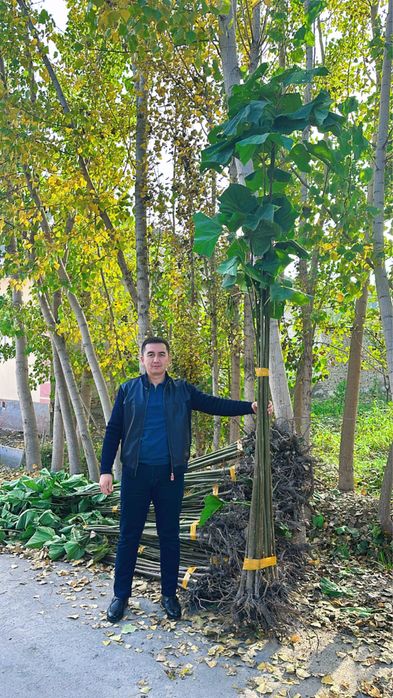 Яшил макон учун кучатлар оптом нарх