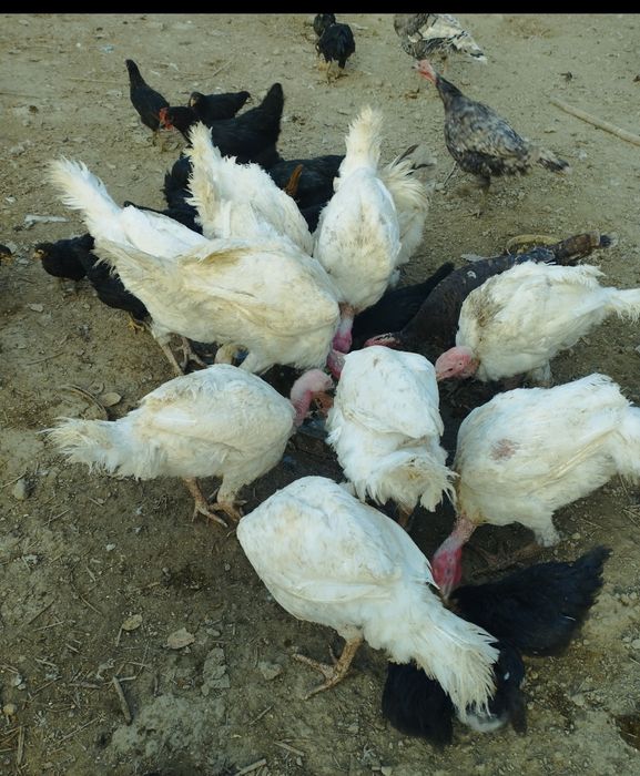 Биг 6 куркалар ва тавукчалар