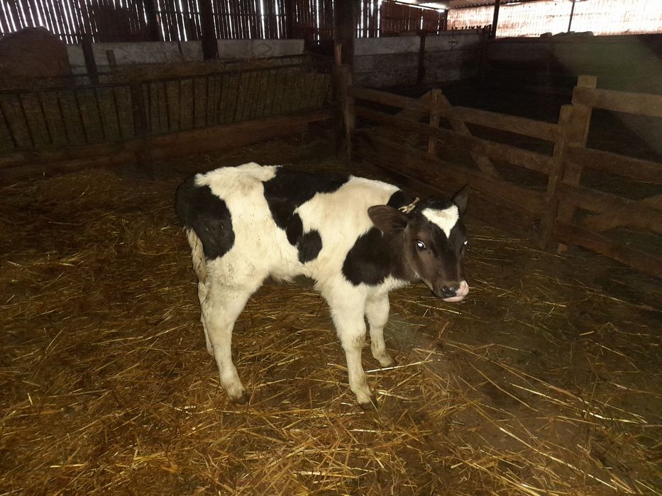 Vând bou ,4 săptămâni