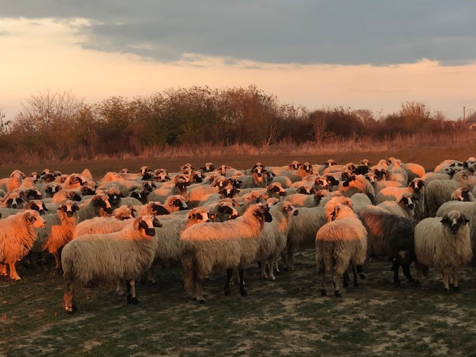 Vând oi țurcane