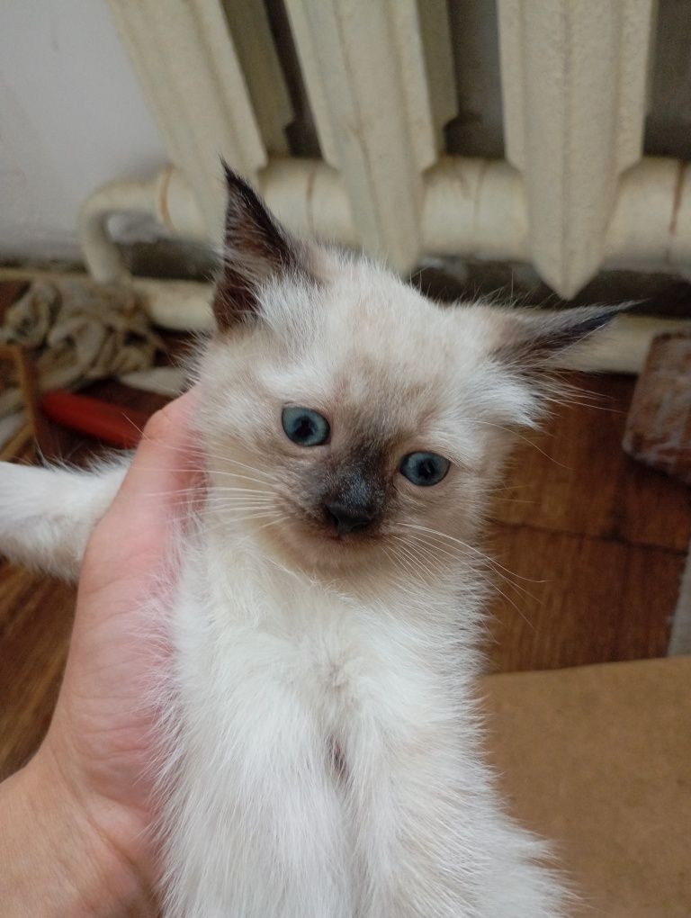 Котята  отдам в добрые руки