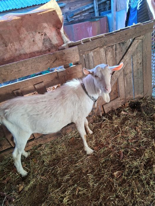 Țap de vânzare, Rasă Saanex