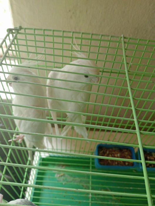 Продам пару попугаев