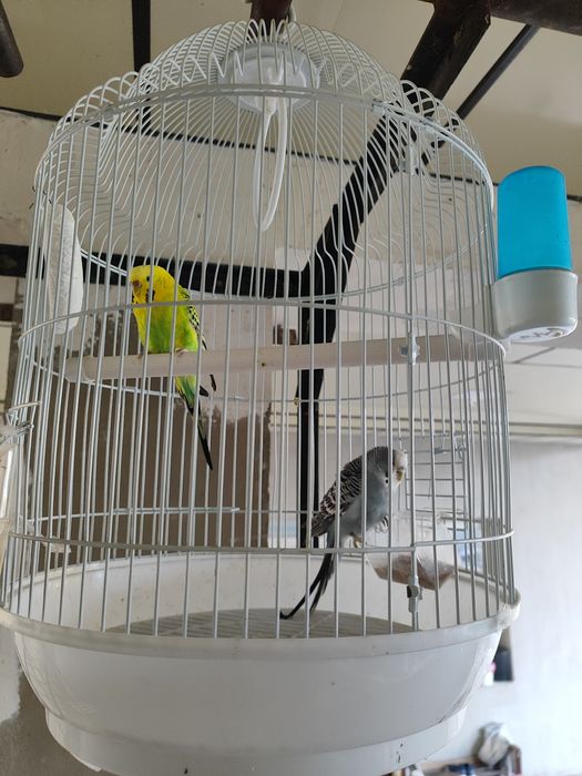 Quwla  sotiladi  qafasi bilan