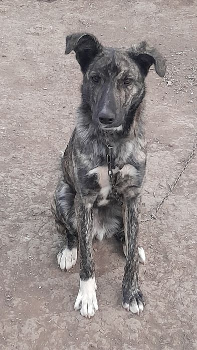 Отдам собаку в хорошие руки