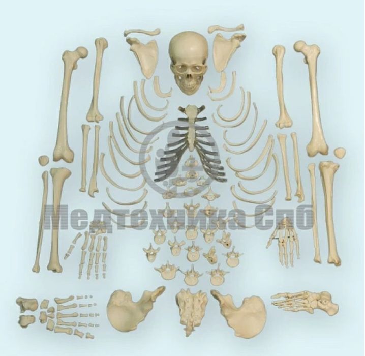 Одам скелети - бирга- бир ўлчамда қилинган