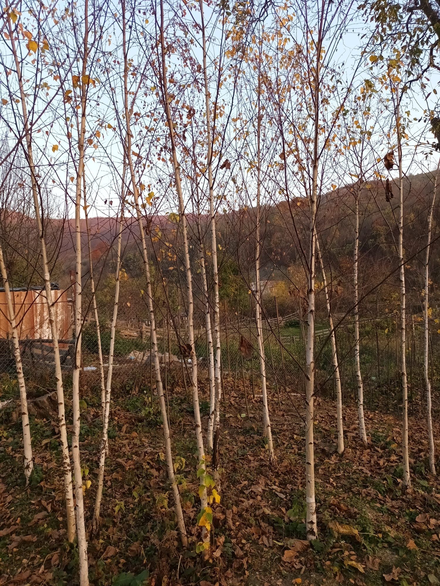 Vând mesteacăn alb Teii Platani