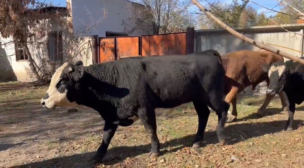 Продается в крупно-рогатый скот быки.