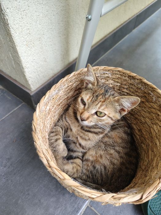 Donez pisicuță 5 luni