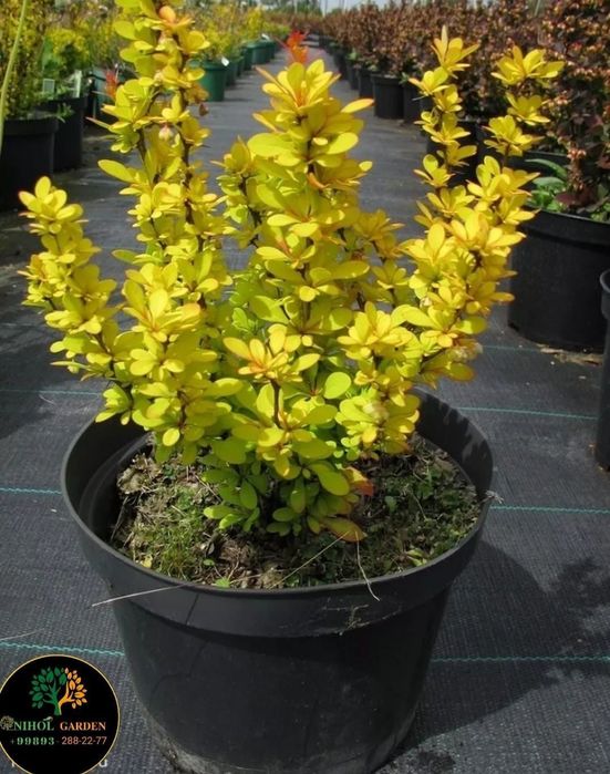 Барбарис тунбергер ауреа оптом