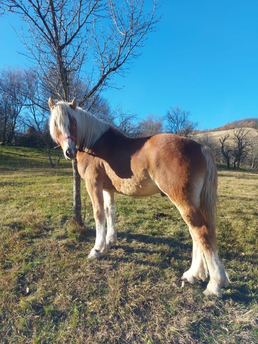 Vand armăsar de 2 ani