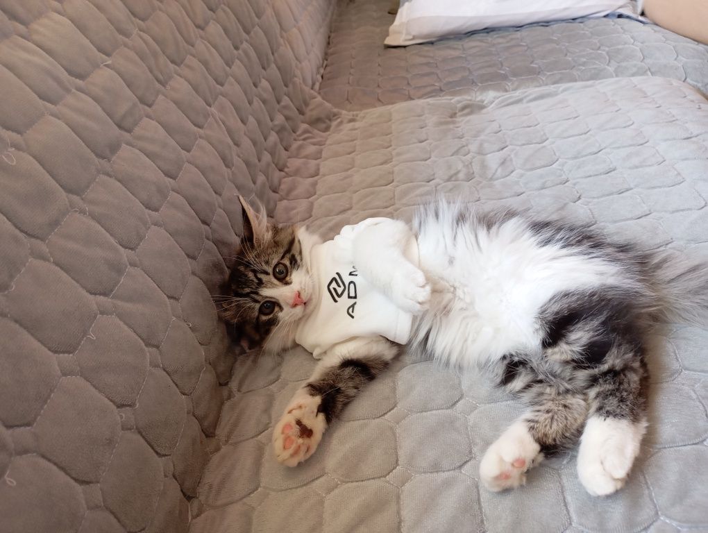 Котенок красивый