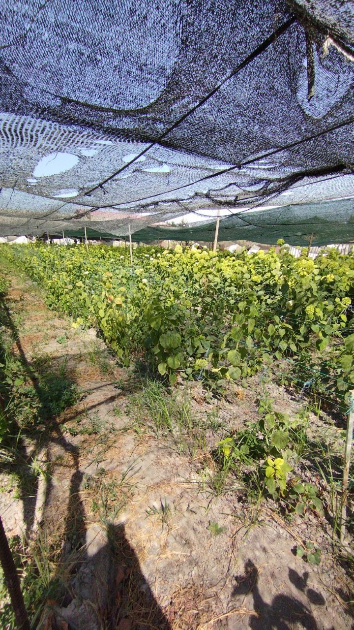 У́ртачирчик тумани Корасув махалласида 65 сотик,10 хона участка сотила