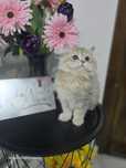 Pui british longhair