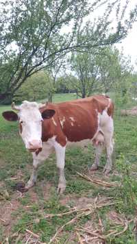 Vaca baltata romîneasca