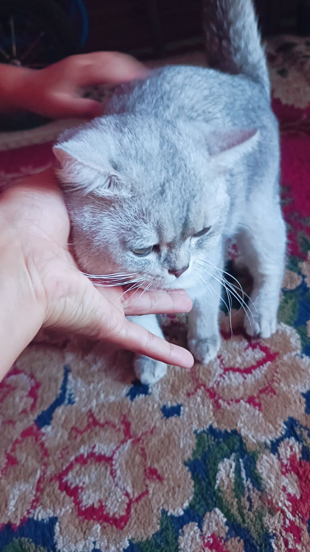 Mushuk zotdor og'ilbola