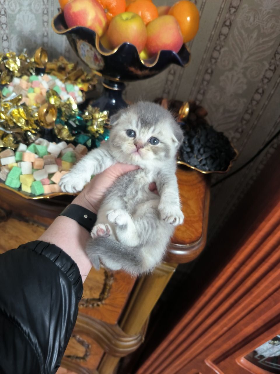 Шикарные котята от правильной вязки  доставка по всему узбекистану