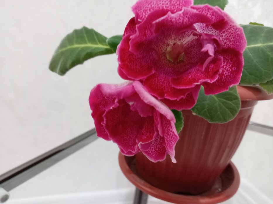 Продам отросток глоксинии