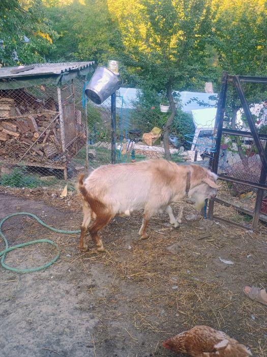 Vând o capra cu 2 iezi și un țap de montă