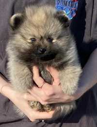 Pomeranian ( Spitz pitic)
