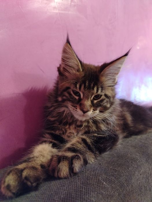 Baietel rasa pura Maine Coon