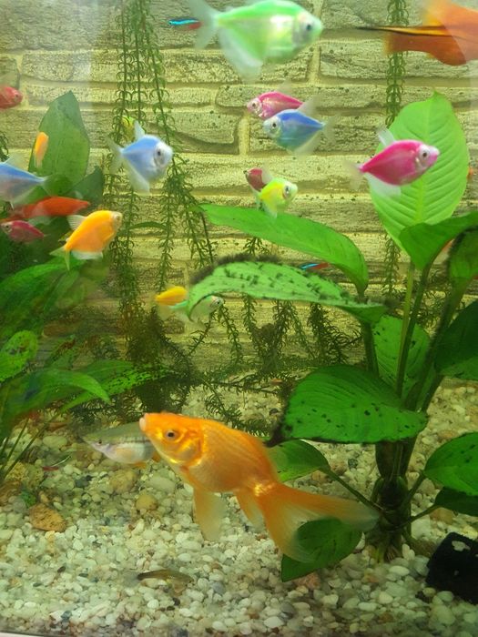 Hrana congelata si pesti acvariu xifo verde,gupy,scalari,cars,auriu,m