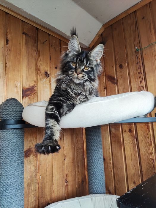Котенок Мейн кун