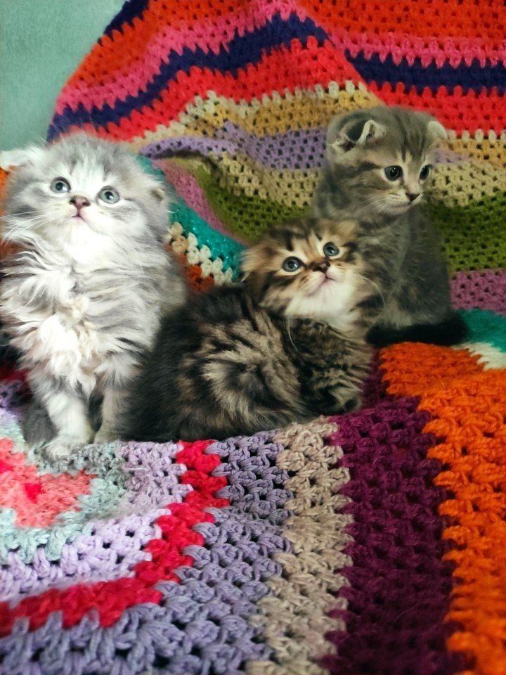 Котята скоттиш фолд