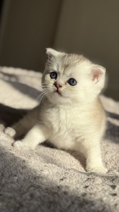 mushuk bolasi котенок shinshilla