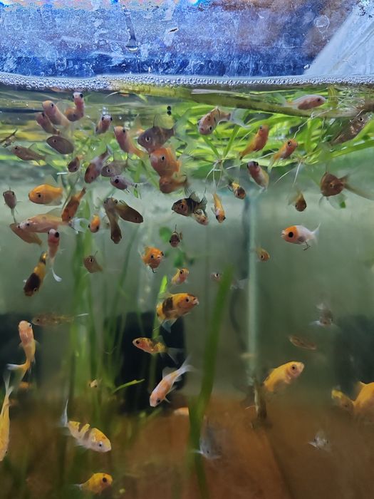 Carasi iaz :aurii, oranda, negru telescopic, calico