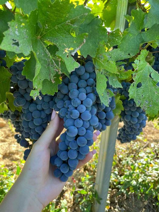 Vând struguri cabernet sauvignon