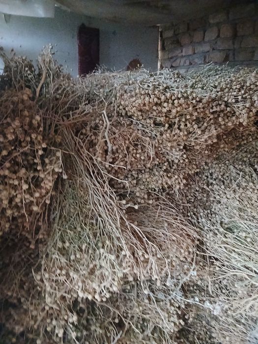 Продаётся исирик